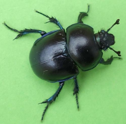 Réf. 207 092 : Trypocopris vernalis